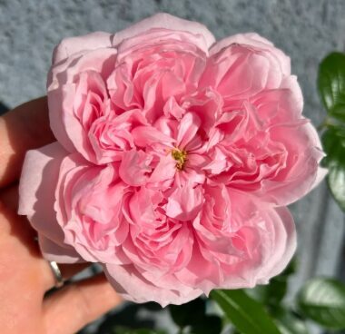Roze 'Schone Maid'